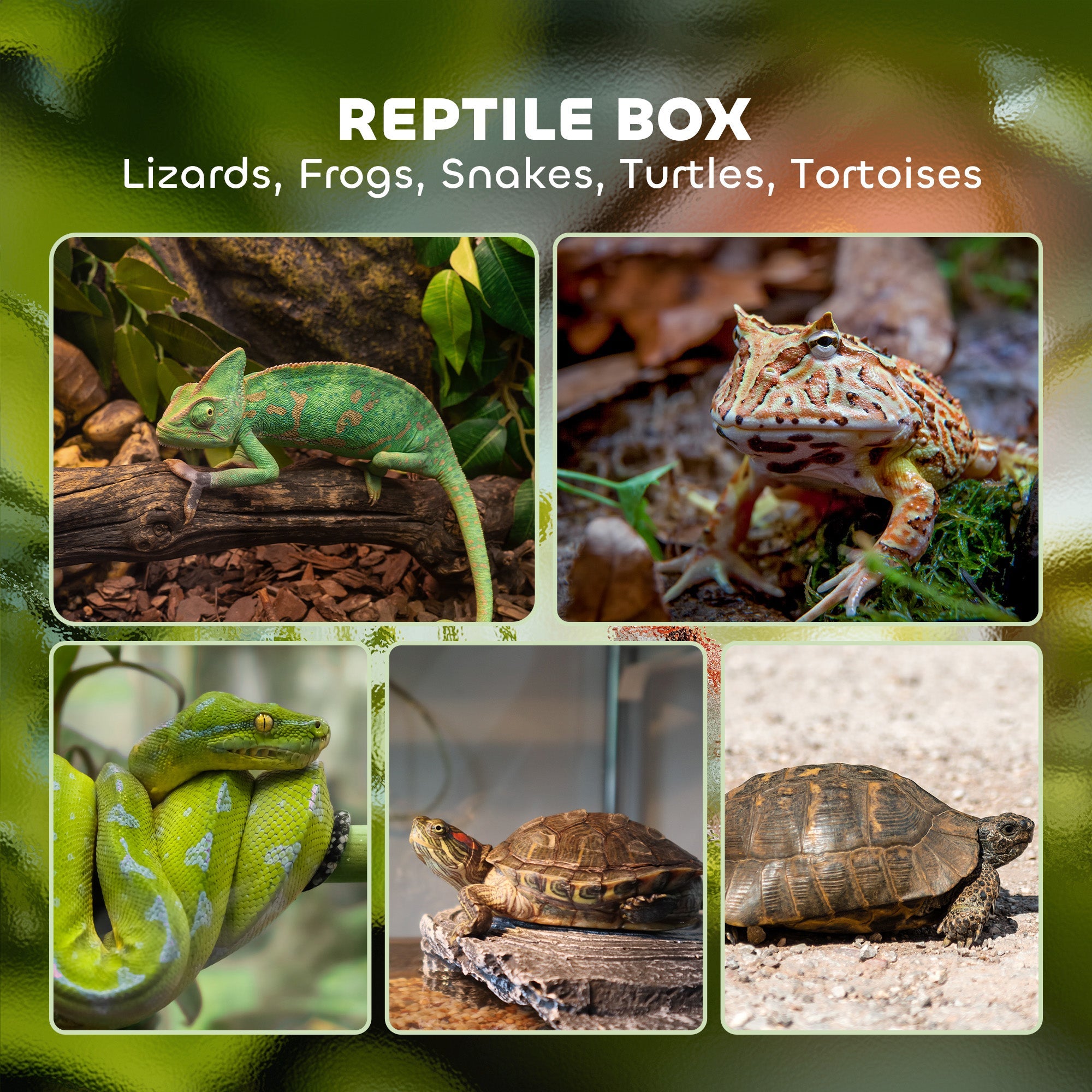 12L Vivarium for Lizards, Frogs, Snakes, Turtles, Tortoises w/ Anti-Escape Design, Ventilation-3